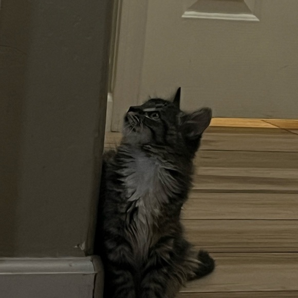 Meet your Posher, Lillian - Picture 4 of 4